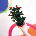 Ilex meserveae 'Blue Angel' - Dwarf Holly Bush - Sprouts of Bristol