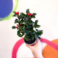 Ilex meserveae 'Blue Angel' - Dwarf Holly Bush - Sprouts of Bristol