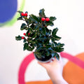 Ilex meserveae 'Blue Angel' - Dwarf Holly Bush - Sprouts of Bristol