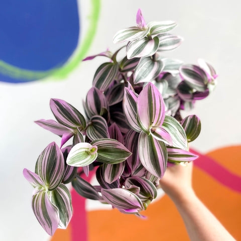 Inch Plant - Tradescantia albiflora 'Nanouk' - Sprouts of Bristol