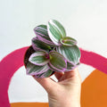 Inch Plant - Tradescantia albiflora 'Nanouk' - Sprouts of Bristol