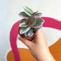 Inch Plant - Tradescantia albiflora 'Nanouk' - Sprouts of Bristol