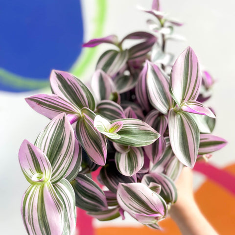 Inch Plant - Tradescantia albiflora 'Nanouk' - Sprouts of Bristol