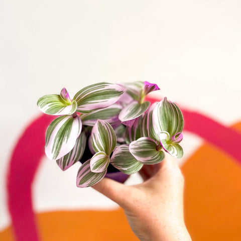 Inch Plant - Tradescantia albiflora 'Nanouk' - Sprouts of Bristol