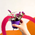 Inch Plant - Tradescantia albiflora 'Nanouk' - Sprouts of Bristol