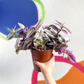 Inch Plant - Tradescantia albiflora 'Nanouk' - Sprouts of Bristol