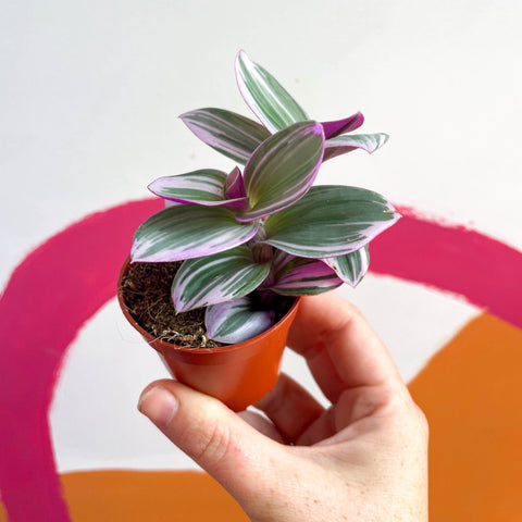 Inch Plant - Tradescantia albiflora 'Nanouk' - Sprouts of Bristol