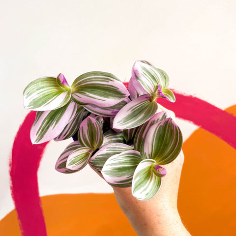Inch Plant - Tradescantia albiflora 'Nanouk' - Sprouts of Bristol