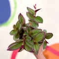 Inch Plant - Tradescantia blossfeldiana 'Nanouk' - Sprouts of Bristol