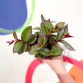 Inch Plant - Tradescantia blossfeldiana 'Nanouk' - Sprouts of Bristol