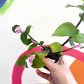 Inch Plant - Tradescantia fluminensis 'Maiden's Blush' - Welsh Grown - Sprouts of Bristol