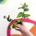 Inch Plant - Tradescantia fluminensis 'Maiden's Blush' - Welsh Grown - Sprouts of Bristol