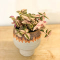 Inch Plant - Tradescantia fluminensis 'Rosa - Sprouts of Bristol