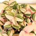 Inch Plant - Tradescantia fluminensis 'Rosa - Sprouts of Bristol