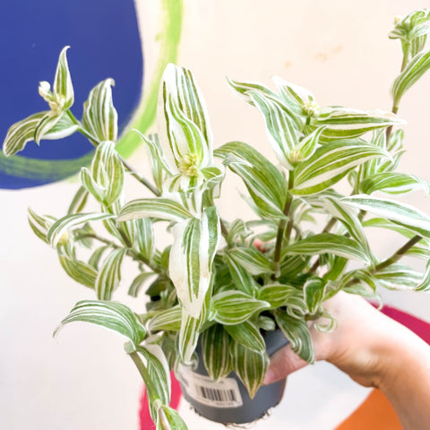 Inch Plant - Tradescantia fluminensis - Welsh Grown - Sprouts of Bristol