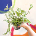 Inch Plant - Tradescantia fluminensis - Welsh Grown - Sprouts of Bristol