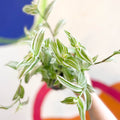 Inch Plant - Tradescantia fluminensis - Welsh Grown - Sprouts of Bristol