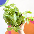 Inch Plant- Tradescantia 'Green Queen' - Sprouts of Bristol