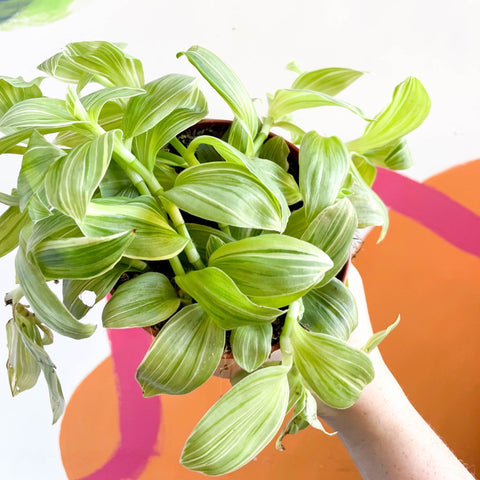 Inch Plant- Tradescantia 'Green Queen' - Sprouts of Bristol