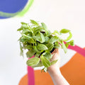 Inch Plant- Tradescantia 'Green Queen' - Sprouts of Bristol