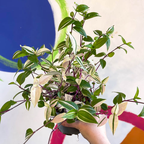 Inch Plant - Tradescantia mundula 'Lisa' Quadricolor - Welsh Grown - Sprouts of Bristol