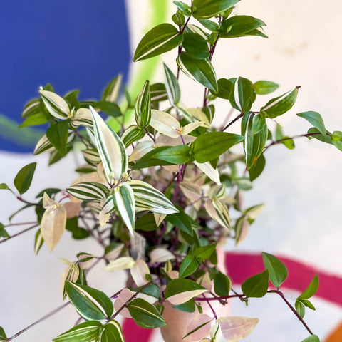 Inch Plant - Tradescantia mundula 'Lisa' Quadricolor - Welsh Grown - Sprouts of Bristol