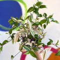 Inch Plant - Tradescantia mundula 'Lisa' Quadricolor - Welsh Grown - Sprouts of Bristol
