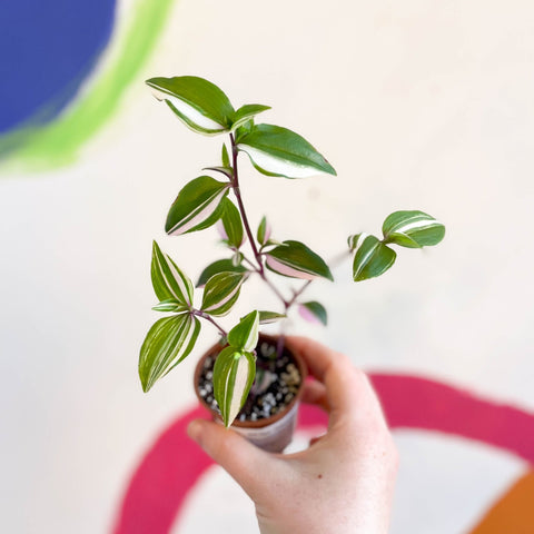 Inch Plant - Tradescantia mundula 'Lisa' Quadricolor - Welsh Grown - Sprouts of Bristol