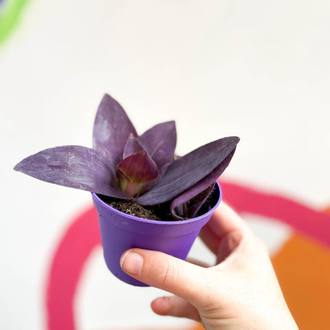 Inch Plant - Tradescantia pallida 'Purple Heart' - Sprouts of Bristol