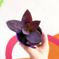 Inch Plant - Tradescantia pallida 'Purple Heart' - Sprouts of Bristol