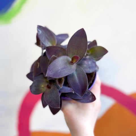 Inch Plant - Tradescantia pallida 'Purple Heart' - Sprouts of Bristol