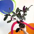 Inch Plant - Tradescantia spathacea 'Roxxo' - Sprouts of Bristol