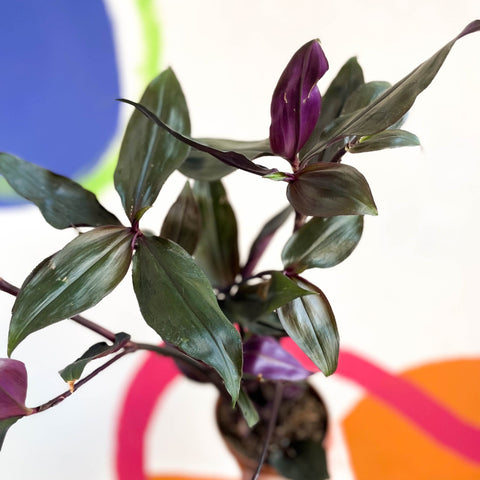 Inch Plant - Tradescantia spathacea 'Roxxo' - Sprouts of Bristol