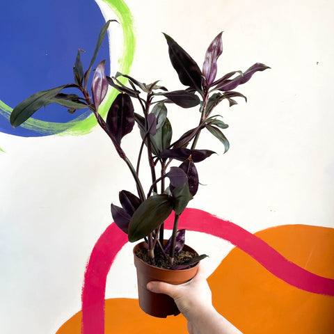 Inch Plant - Tradescantia spathacea 'Roxxo' - Sprouts of Bristol
