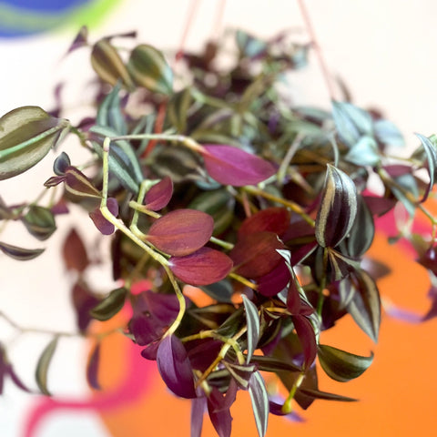 Inch Plant - Tradescantia zebrina - British Grown - Sprouts of Bristol