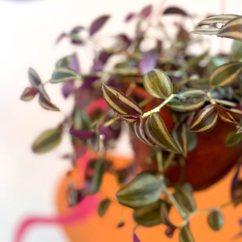 Inch Plant - Tradescantia zebrina - British Grown - Sprouts of Bristol