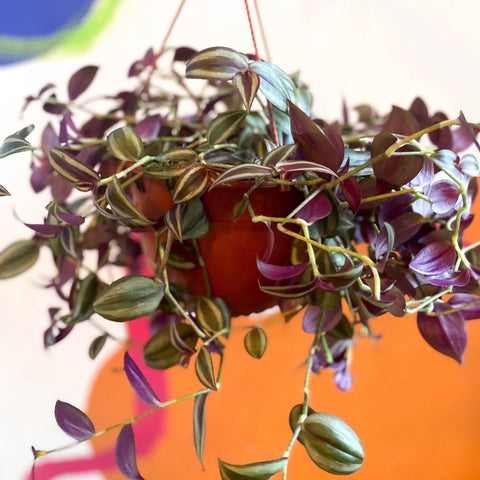 Inch Plant - Tradescantia zebrina - British Grown - Sprouts of Bristol