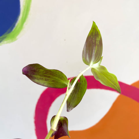 Inch Plant - Tradescantia zebrina 'Flame Dance' - Sprouts Grown By Us - Sprouts of Bristol