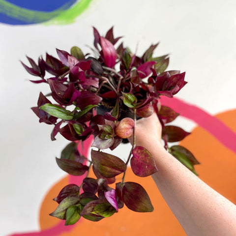Inch Plant - Tradescantia zebrina 'Flame Dance' - Welsh Grown - Sprouts of Bristol
