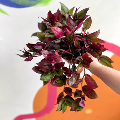 Inch Plant - Tradescantia zebrina 'Flame Dance' - Welsh Grown - Sprouts of Bristol