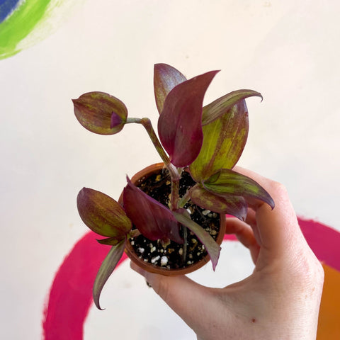 Inch Plant - Tradescantia zebrina 'Flame Dance' - Welsh Grown - Sprouts of Bristol