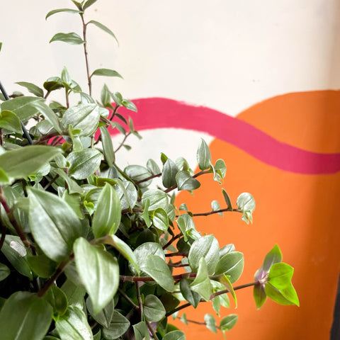 Inch Plant- Tradescantia zebrina 'Green Hill' - Sprouts of Bristol