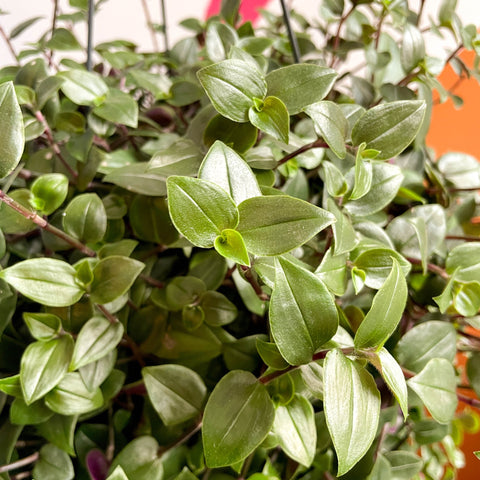 Inch Plant- Tradescantia zebrina 'Green Hill' - Sprouts of Bristol