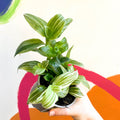Inch Plant - Tradescantia zebrina 'Silver Queen' - British Grown - Sprouts of Bristol
