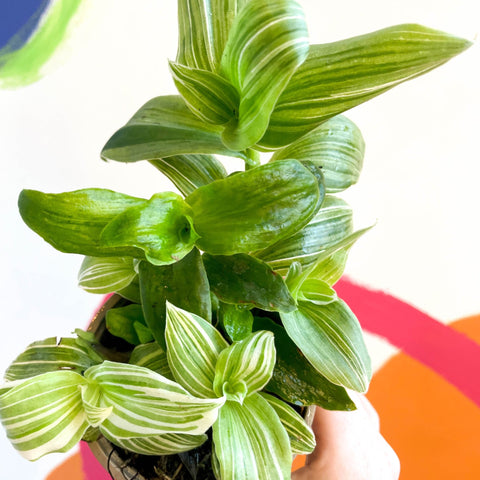 Inch Plant - Tradescantia zebrina 'Silver Queen' - British Grown - Sprouts of Bristol