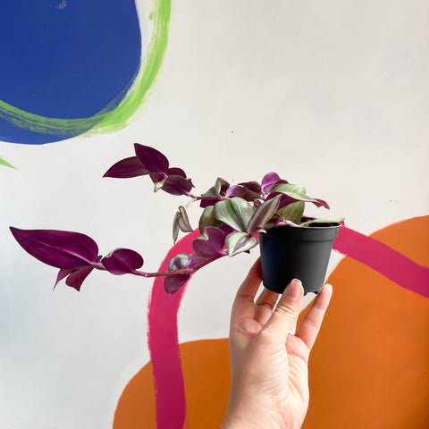 Inch Plant - Tradescantia zebrina - Sprouts Grown By Us - Sprouts of Bristol