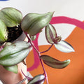 Inch Plant - Tradescantia zebrina - Sprouts Grown By Us - Sprouts of Bristol
