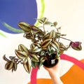 Inch Plant - Tradescantia zebrina 'Violet Hill' - Welsh Grown - Sprouts of Bristol