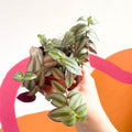 Inch Plant 'Zebrina' - Tradescantia zebrina - Sprouts of Bristol
