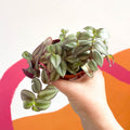 Inch Plant 'Zebrina' - Tradescantia zebrina - Sprouts of Bristol